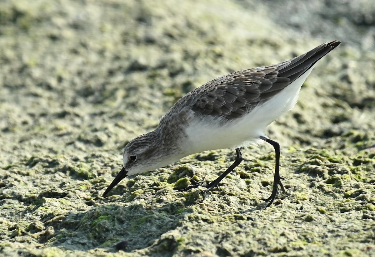 Little Stint - ML646358209