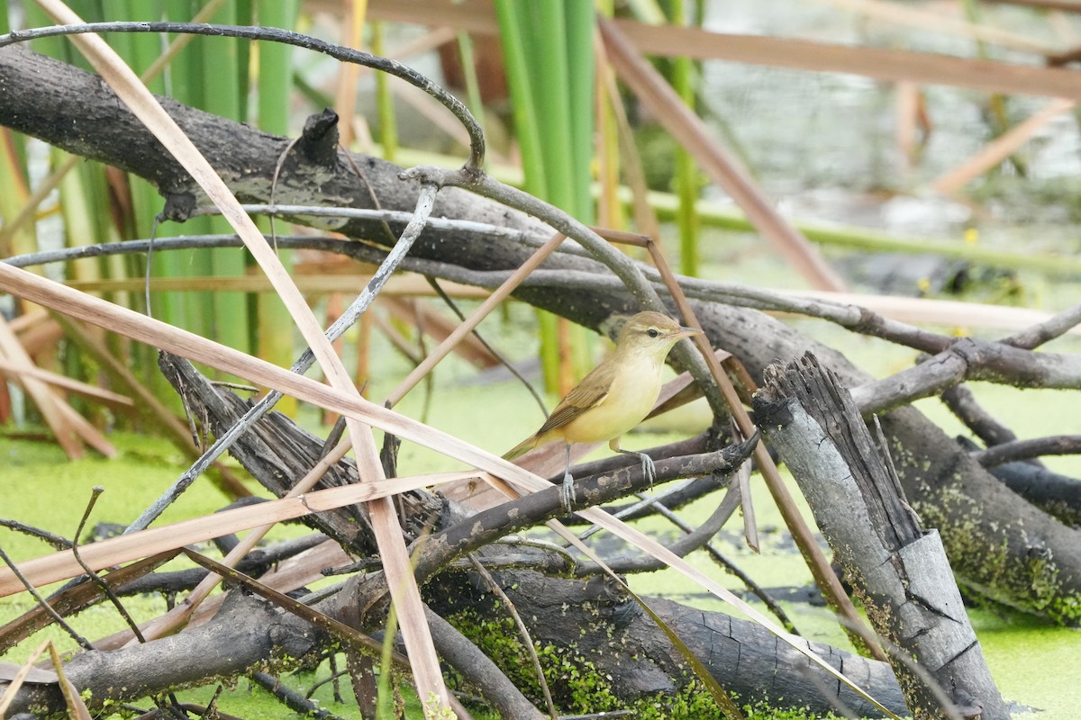 orienttrostesanger - ML646358210