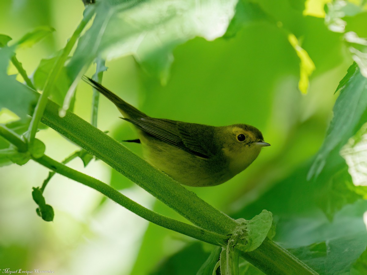 Wilson's Warbler - ML646358211