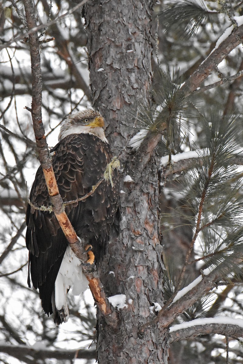 Bald Eagle - ML646358212