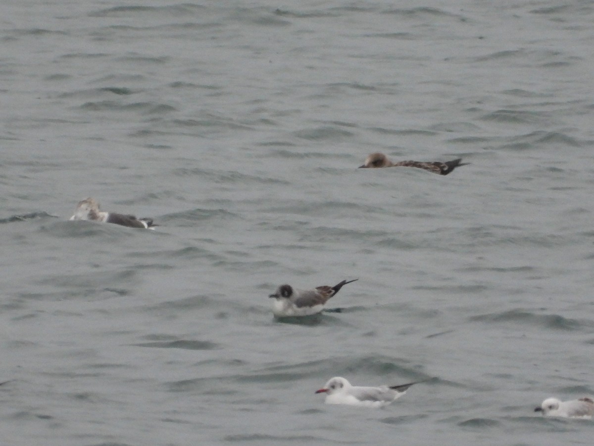 弗氏鷗 - ML646358213