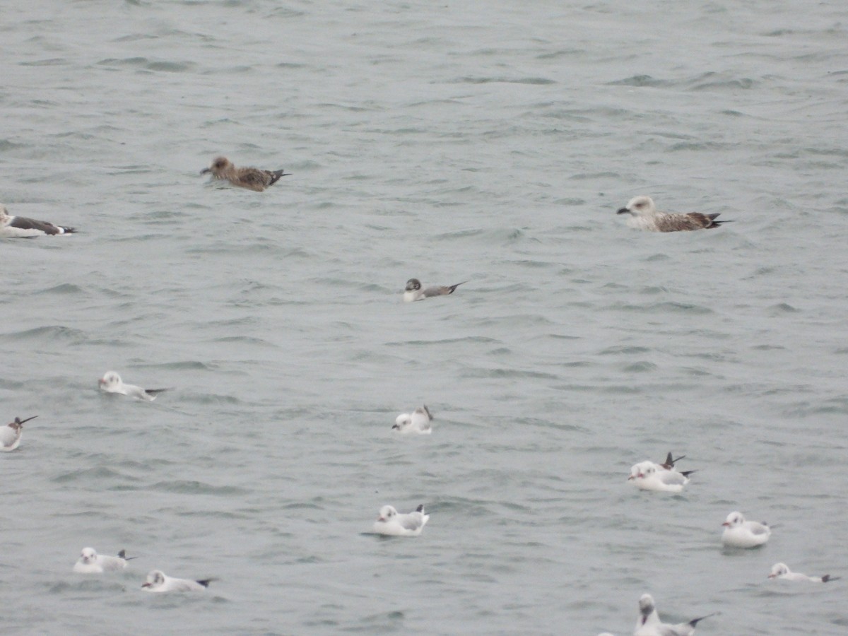 弗氏鷗 - ML646358214