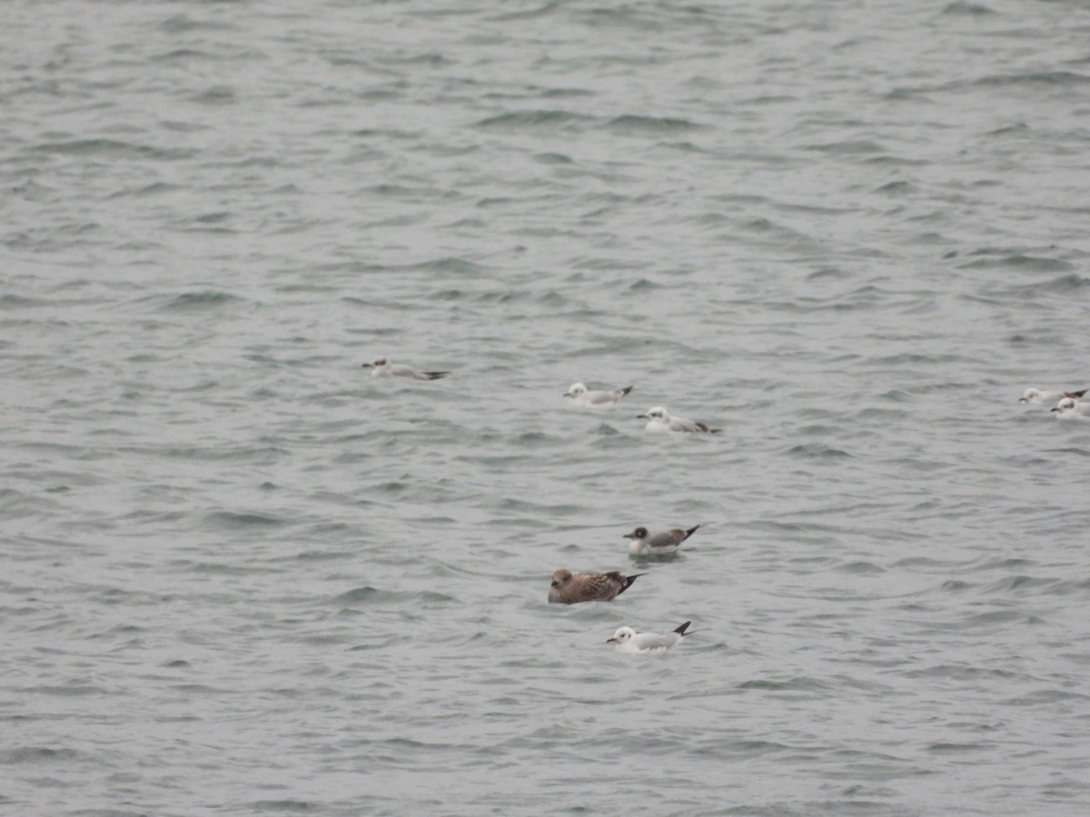 弗氏鷗 - ML646358215