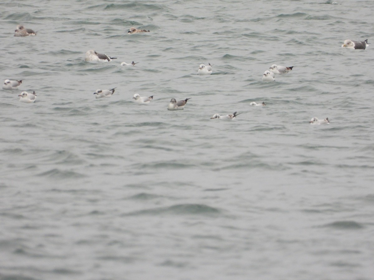 弗氏鷗 - ML646358216