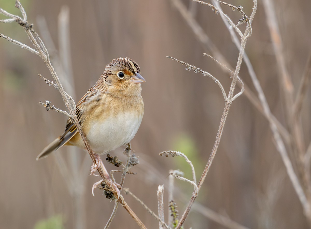 Grasshopper Sparrow - ML646358217
