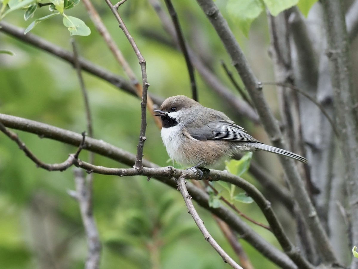 Boreal Chickadee - ML646358218
