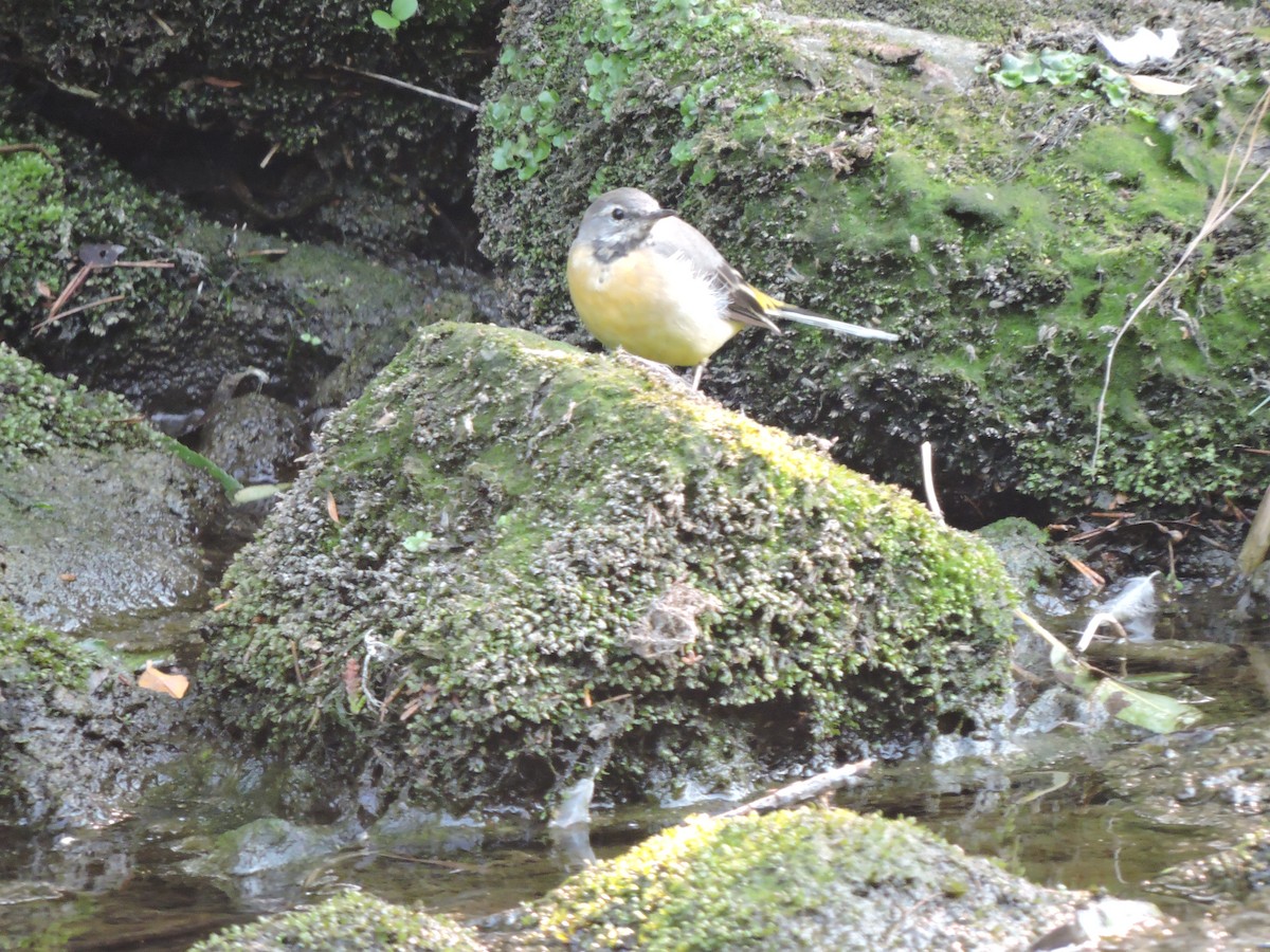 Gray Wagtail - ML646358219