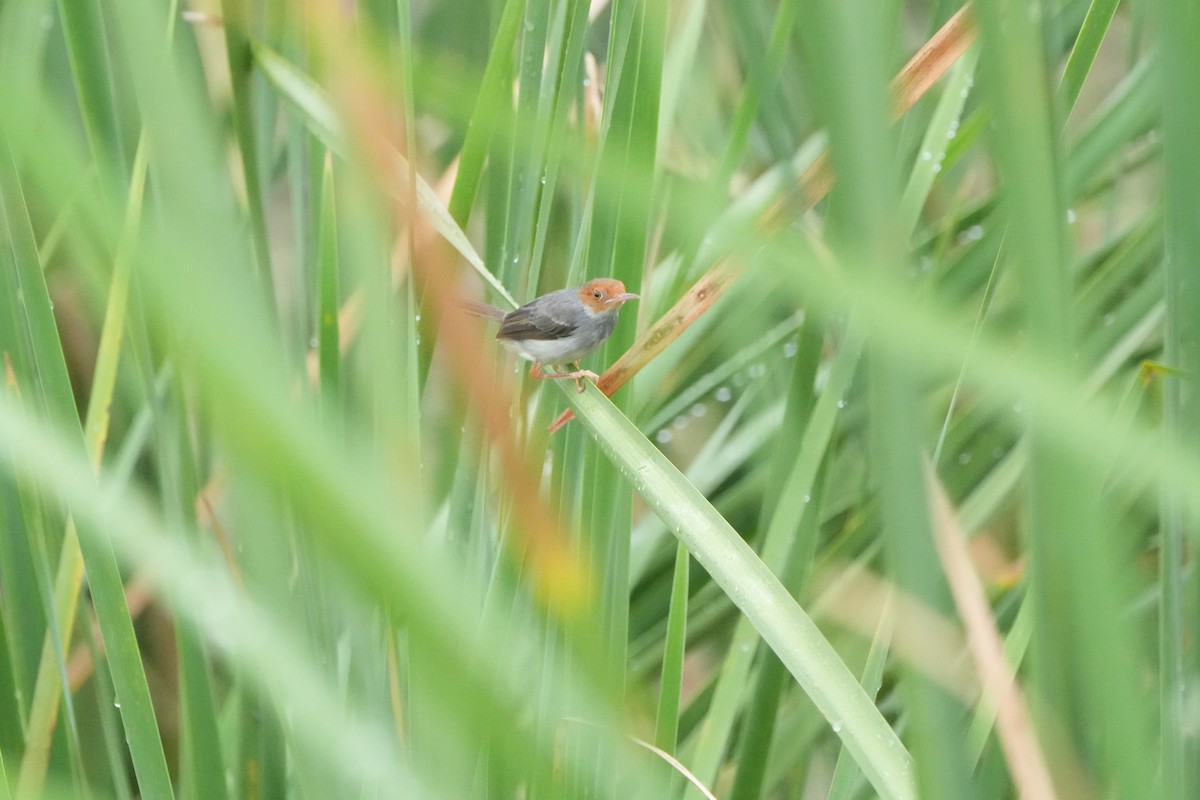 askeskredderfugl - ML646358220