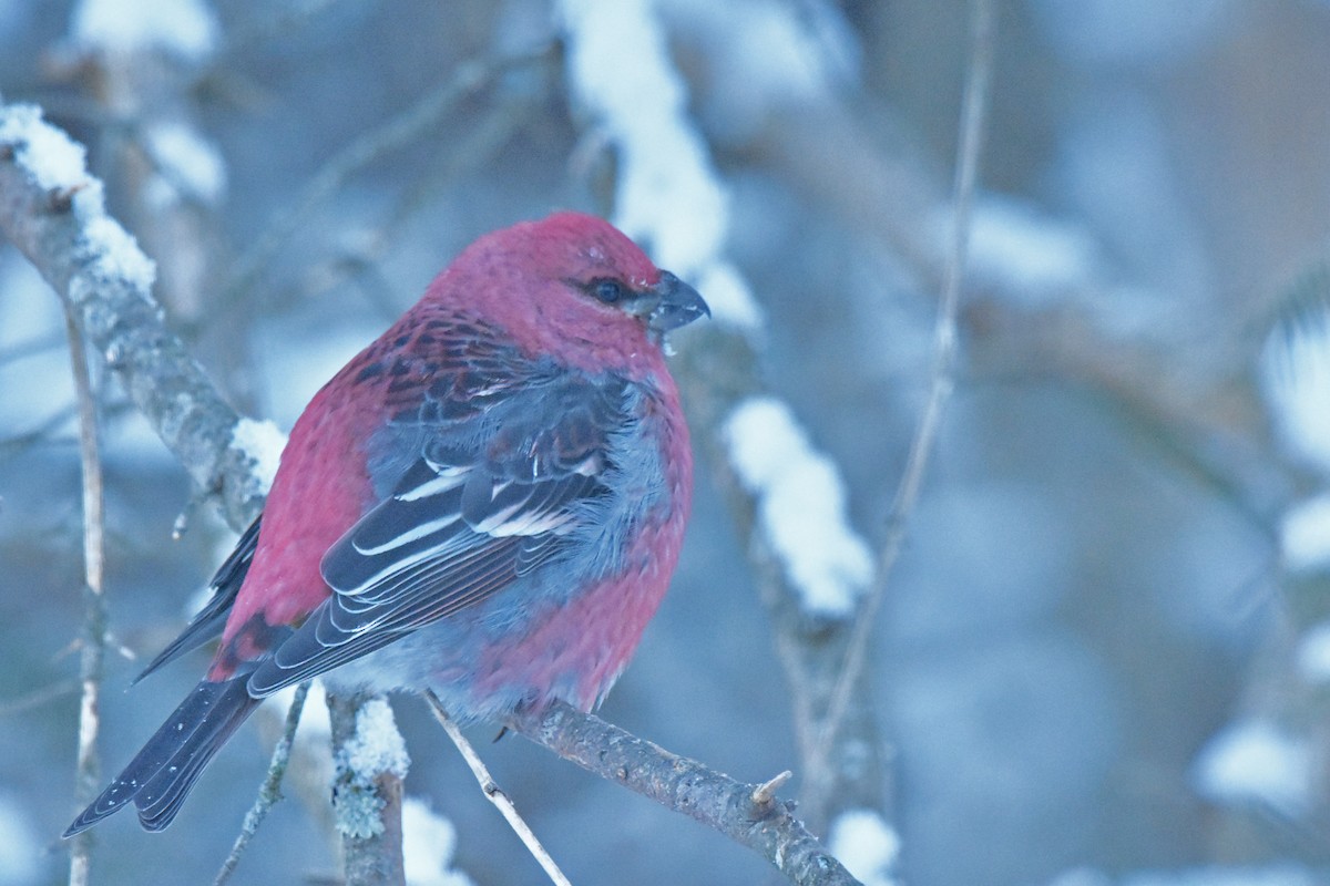 ギンザンマシコ - ML646358221