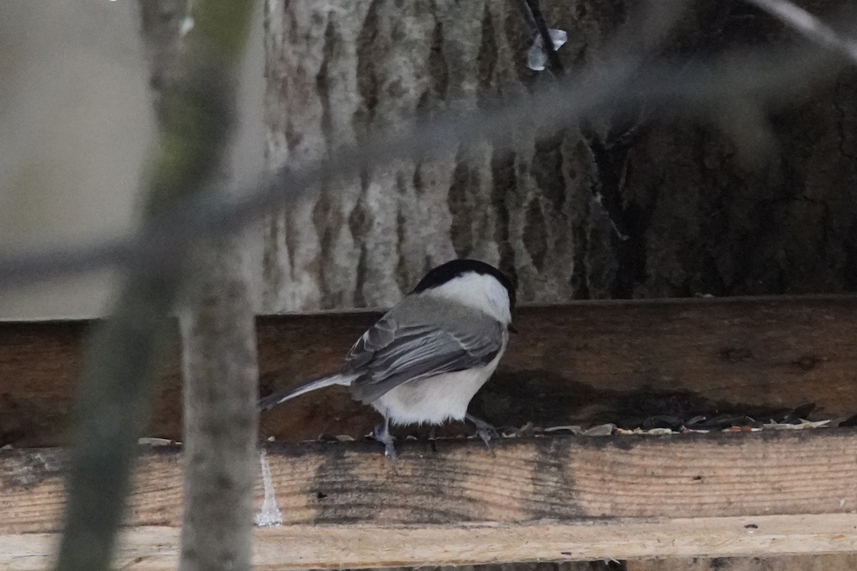 Willow Tit - ML646358223