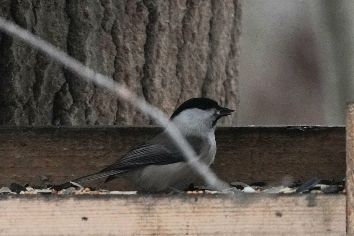 Willow Tit - ML646358224