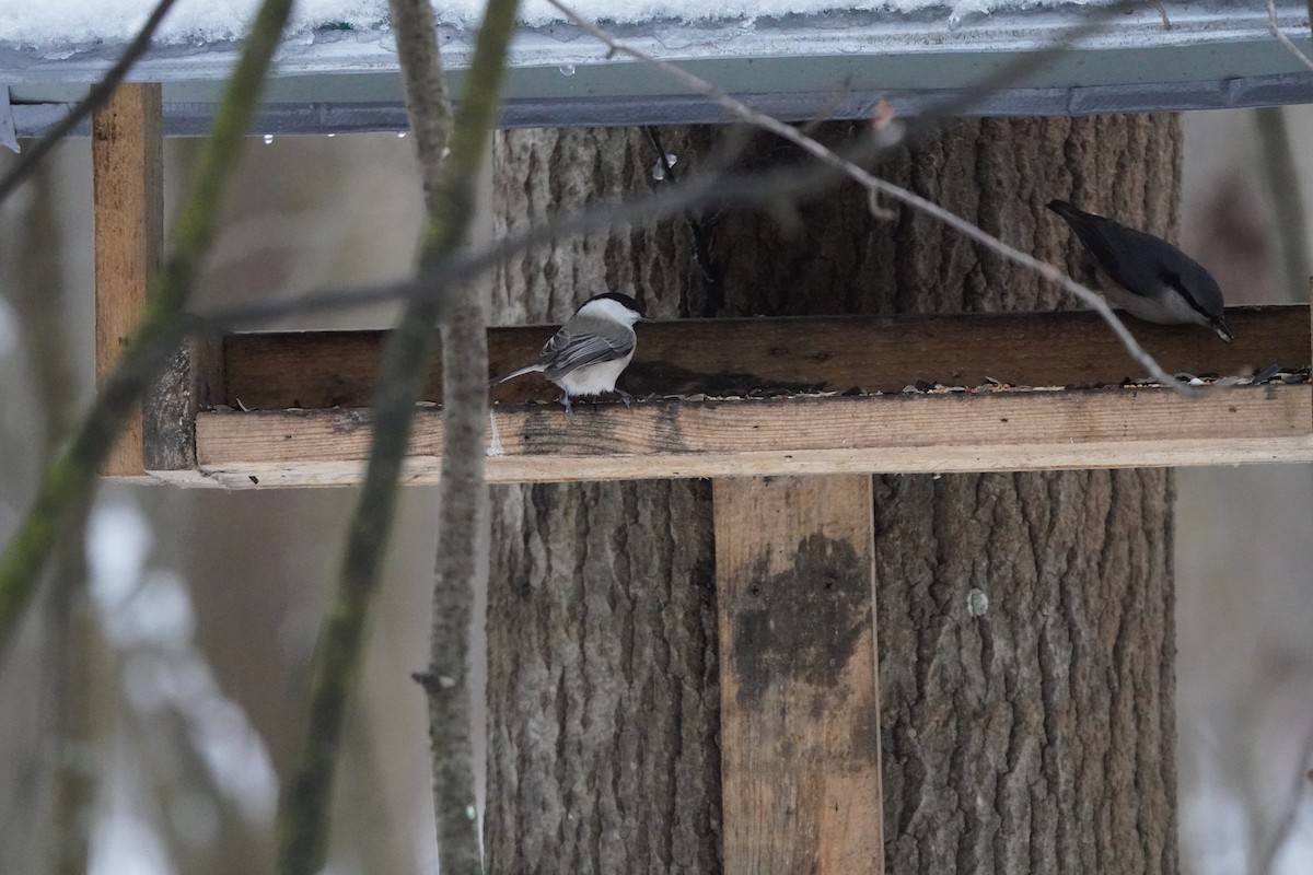 Willow Tit - ML646358226