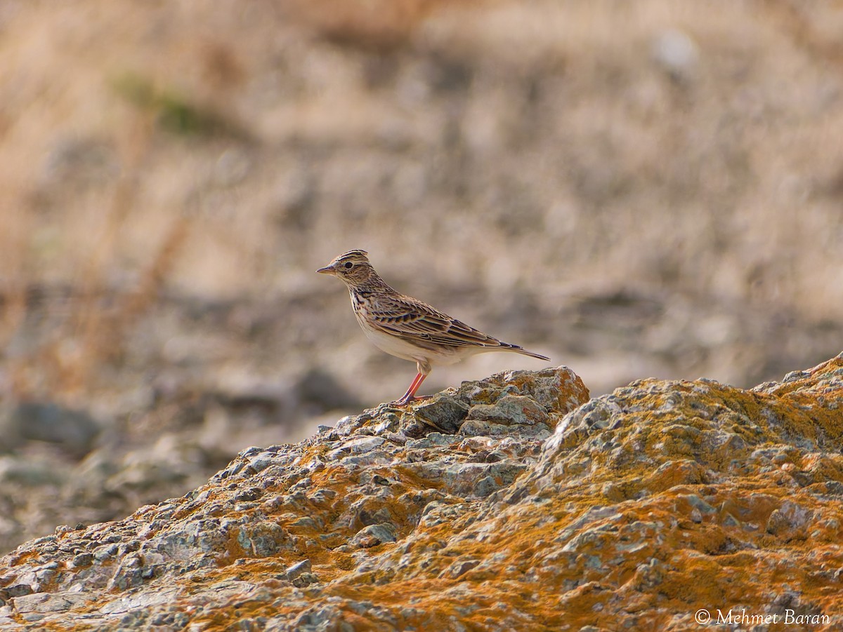 Crested Lark - ML646358227