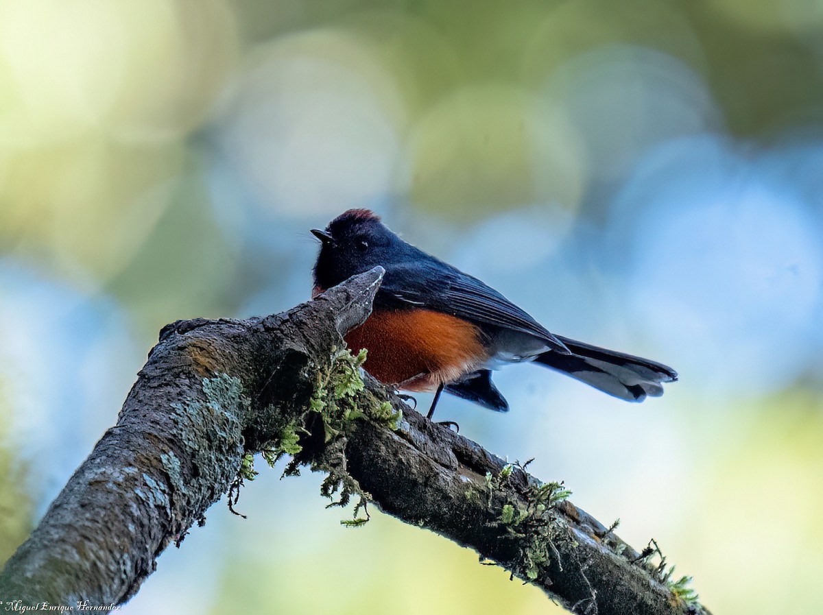 Slate-throated Redstart - ML646358229