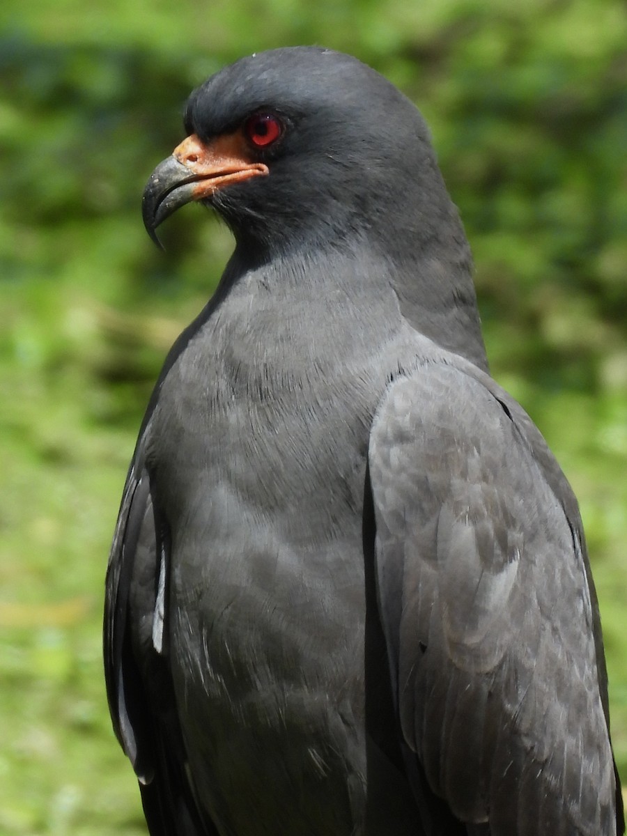 Snail Kite - ML646358230