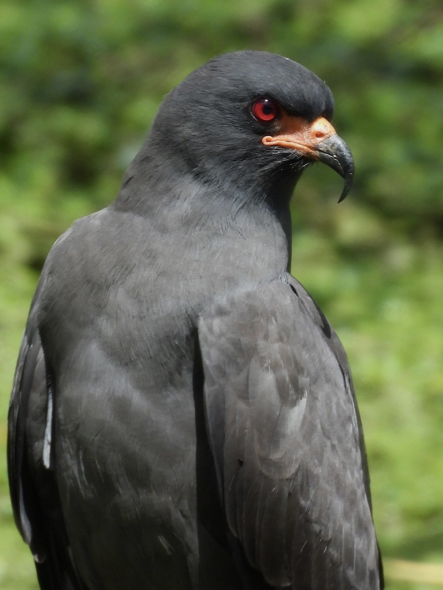 Snail Kite - ML646358233