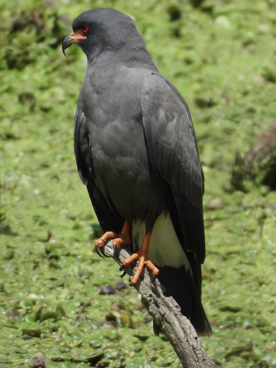 Snail Kite - ML646358234