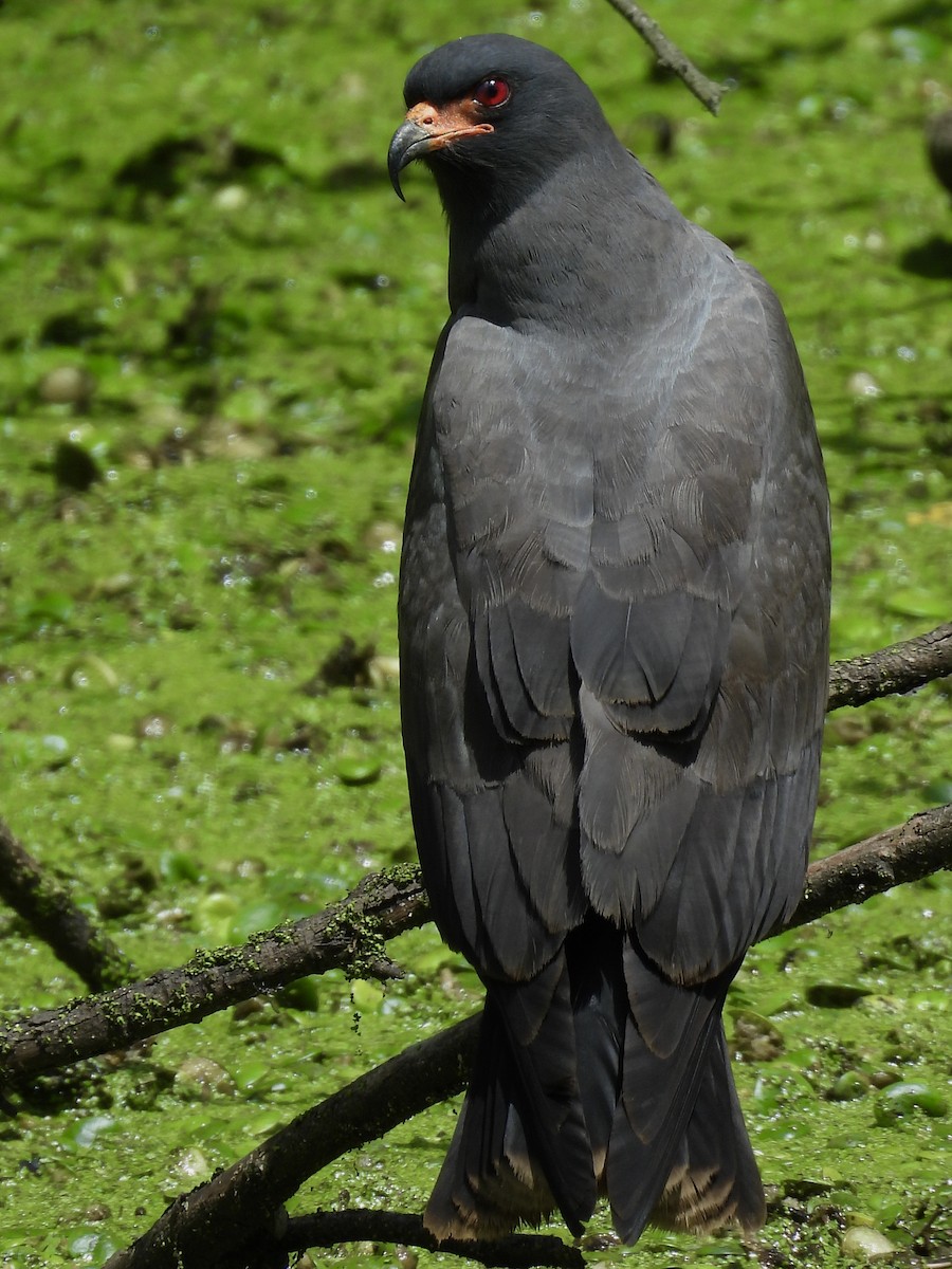 Snail Kite - ML646358235