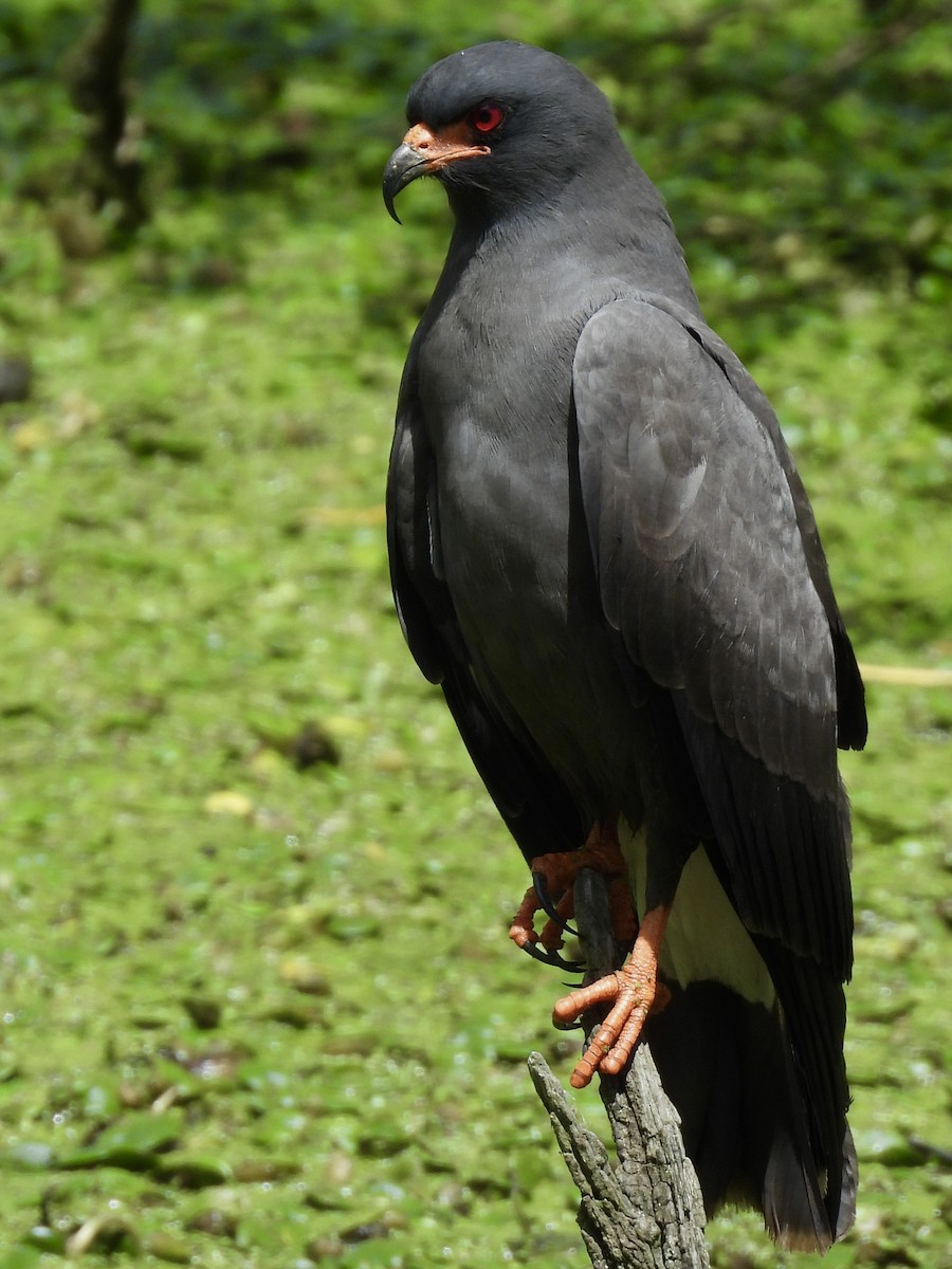 Snail Kite - ML646358236