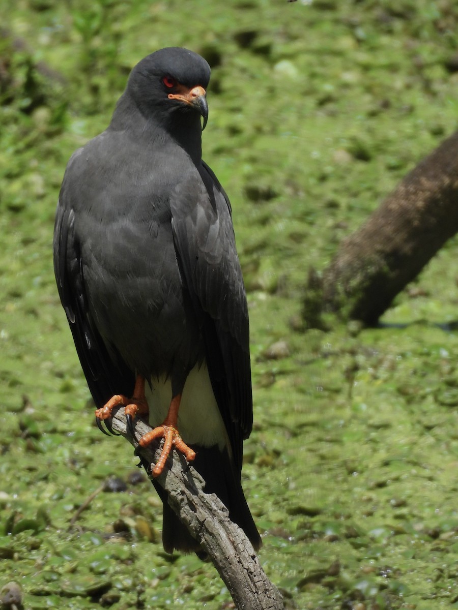 Snail Kite - ML646358237