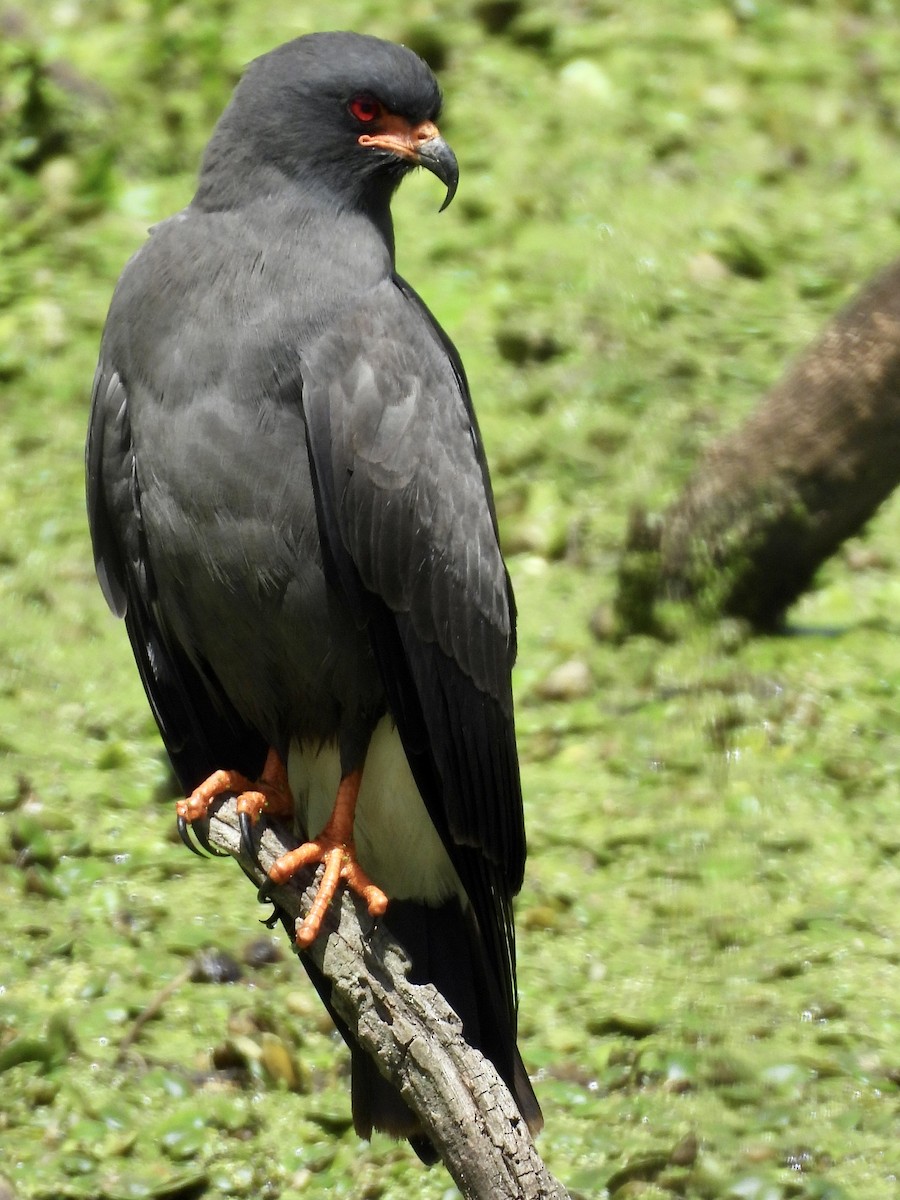 Snail Kite - ML646358238