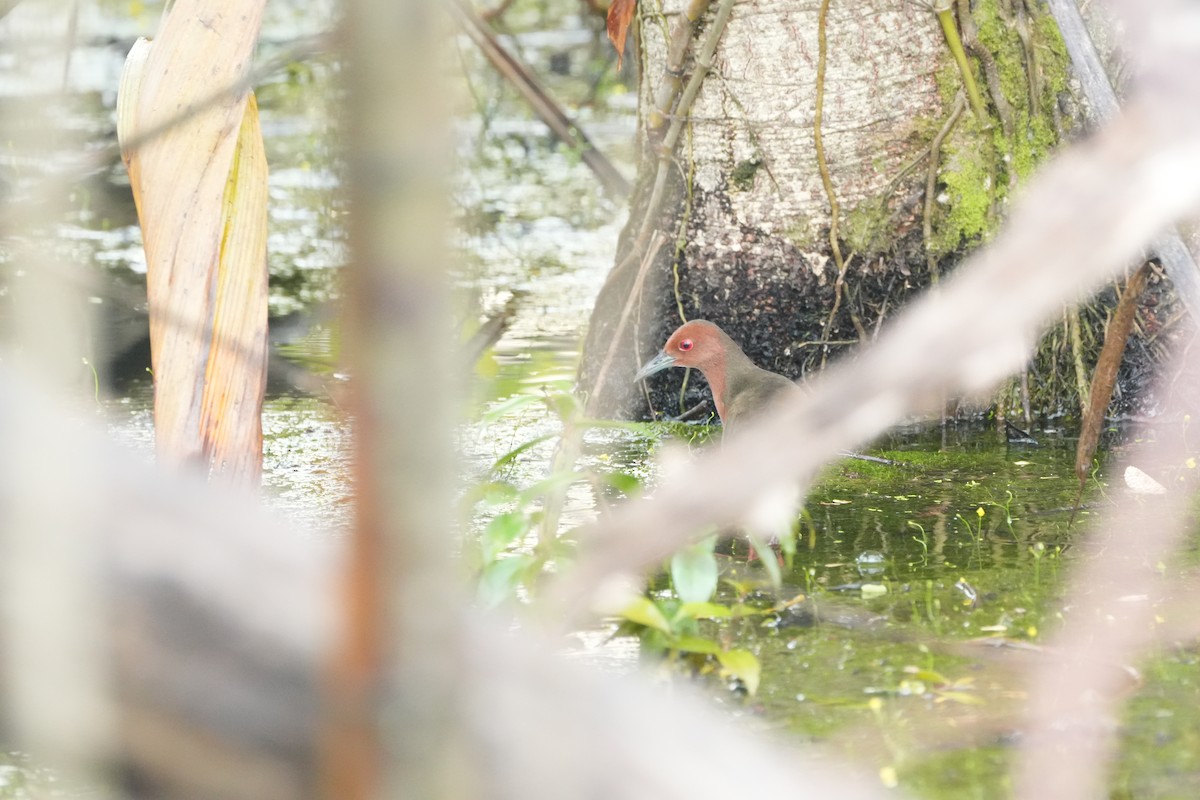 kastanjerikse - ML646358240