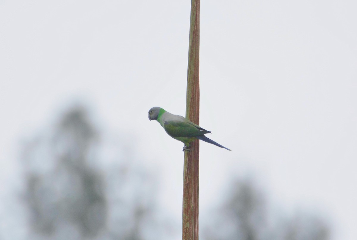 Layard's Parakeet - ML646358247