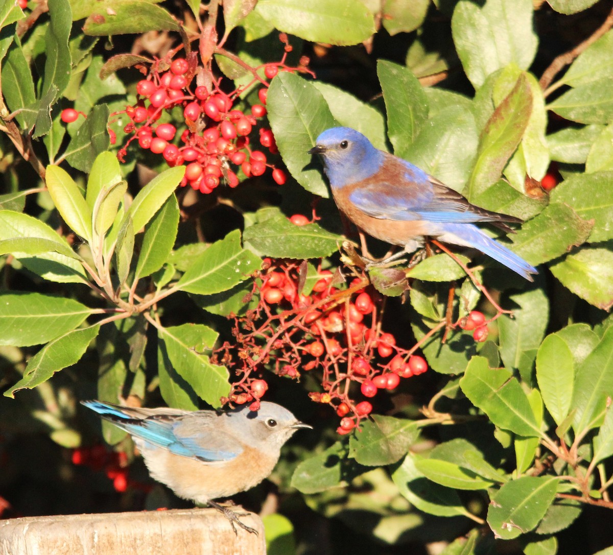 Western Bluebird - ML646358251
