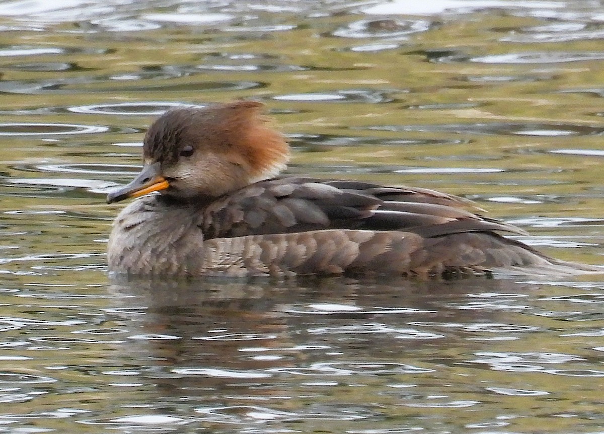 Hooded Merganser - ML646358261