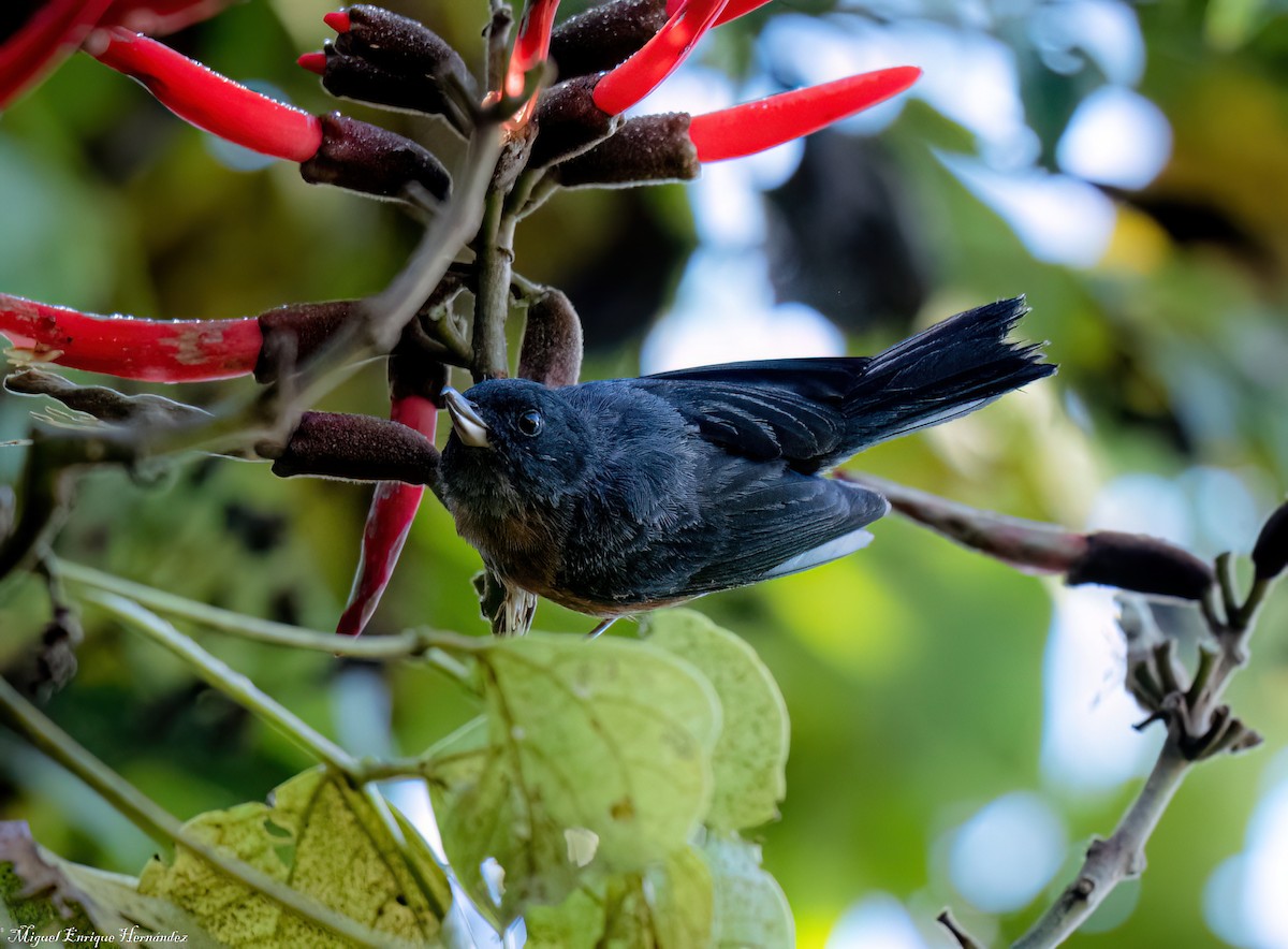 Cinnamon-bellied Flowerpiercer - ML646358265