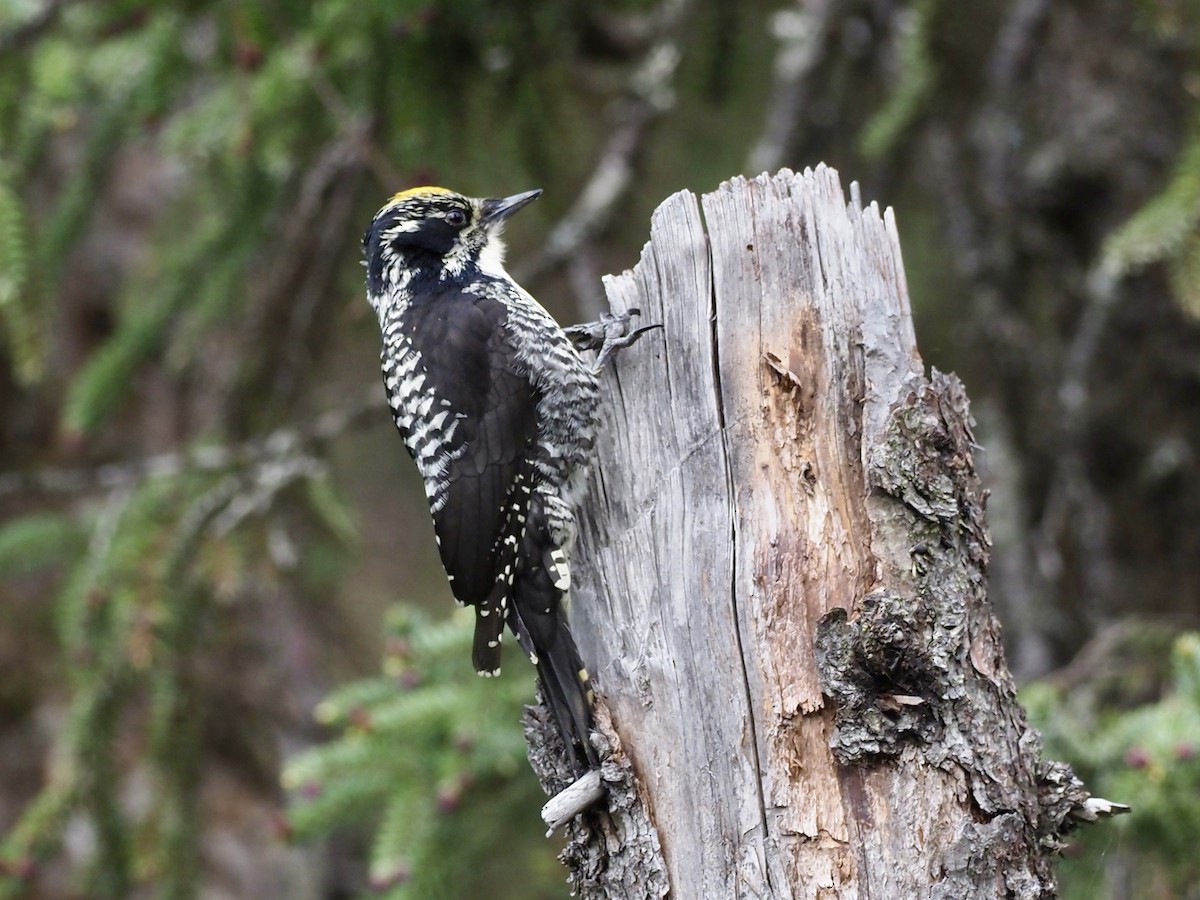American Three-toed Woodpecker (Northwest) - ML646358269