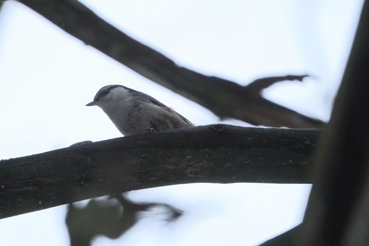 Eurasian Nuthatch - ML646358270