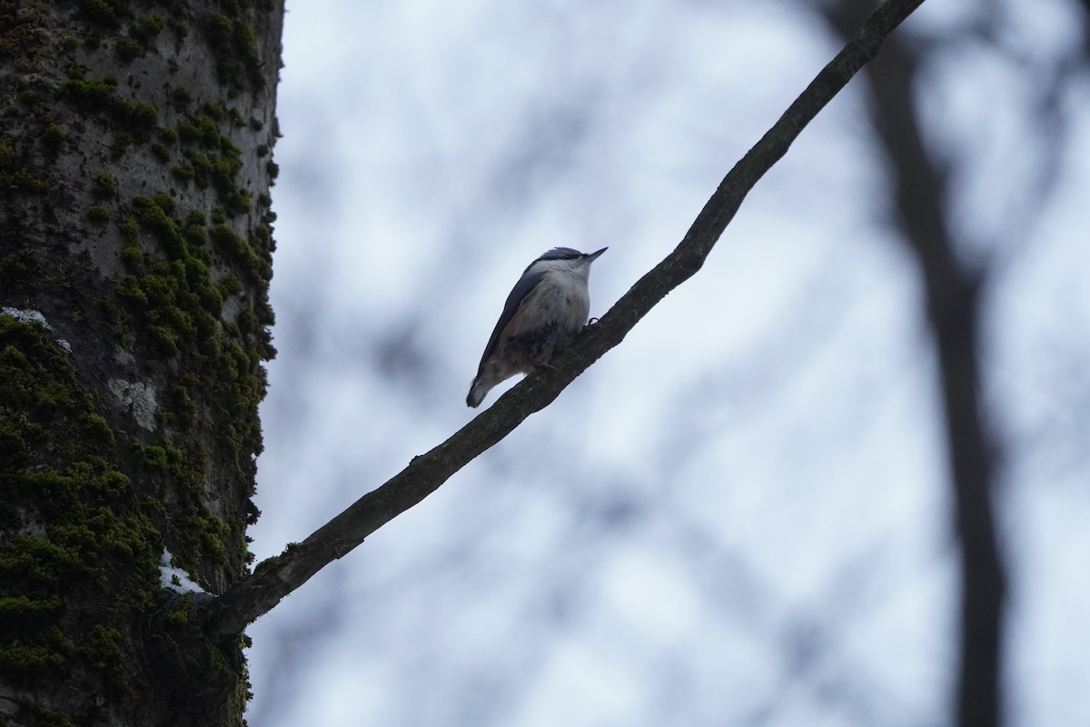 Eurasian Nuthatch - ML646358271