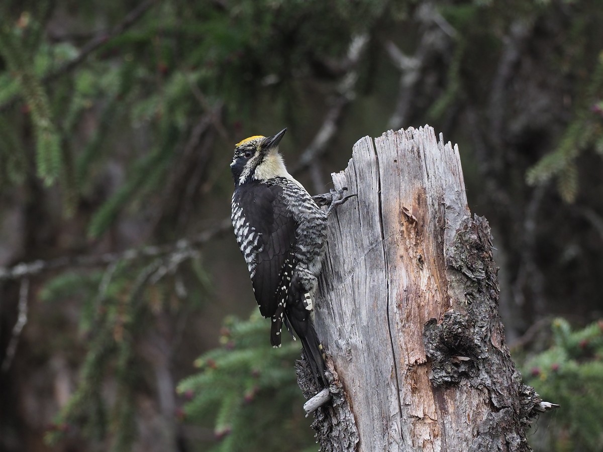 American Three-toed Woodpecker (Northwest) - ML646358277