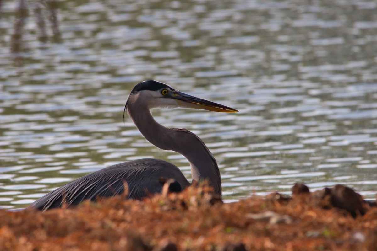 Great Blue Heron - ML646358280