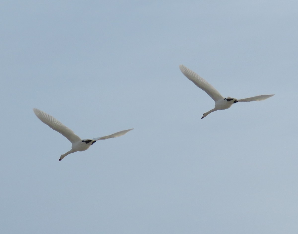 疣鼻天鵝 - ML646358281