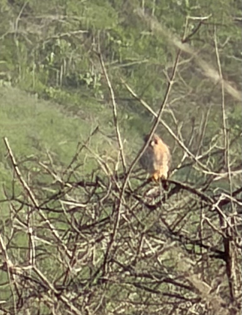 spurvefalk - ML646358284