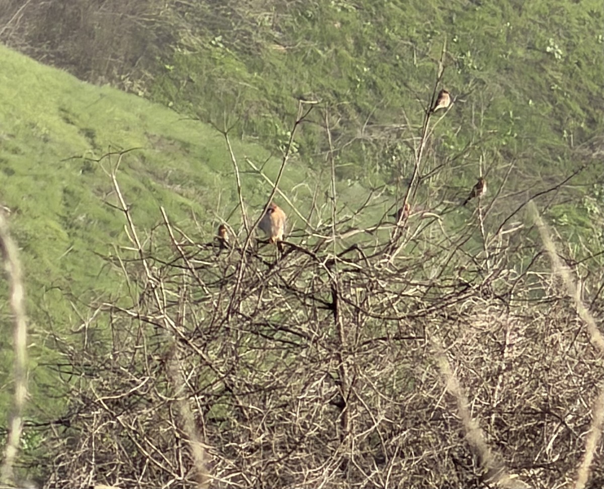 spurvefalk - ML646358285