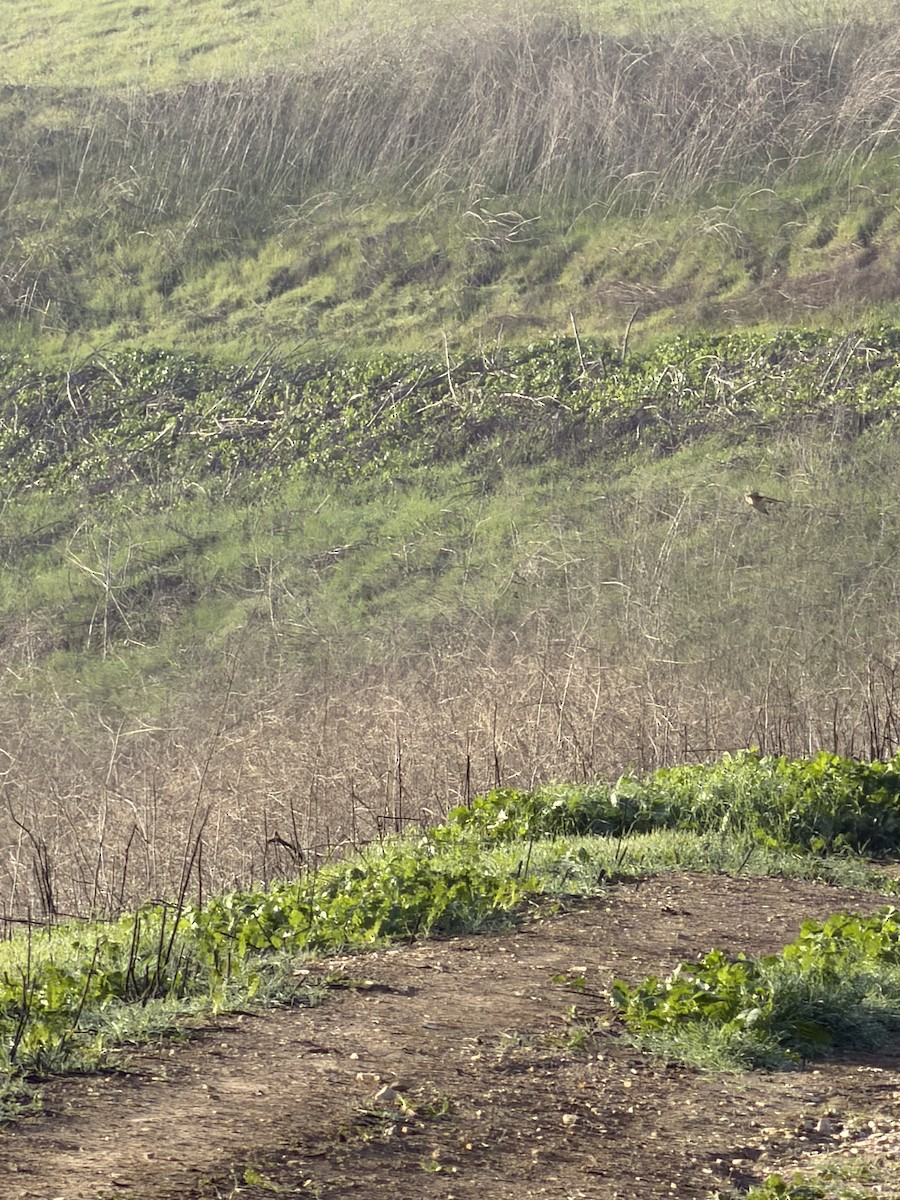 spurvefalk - ML646358286