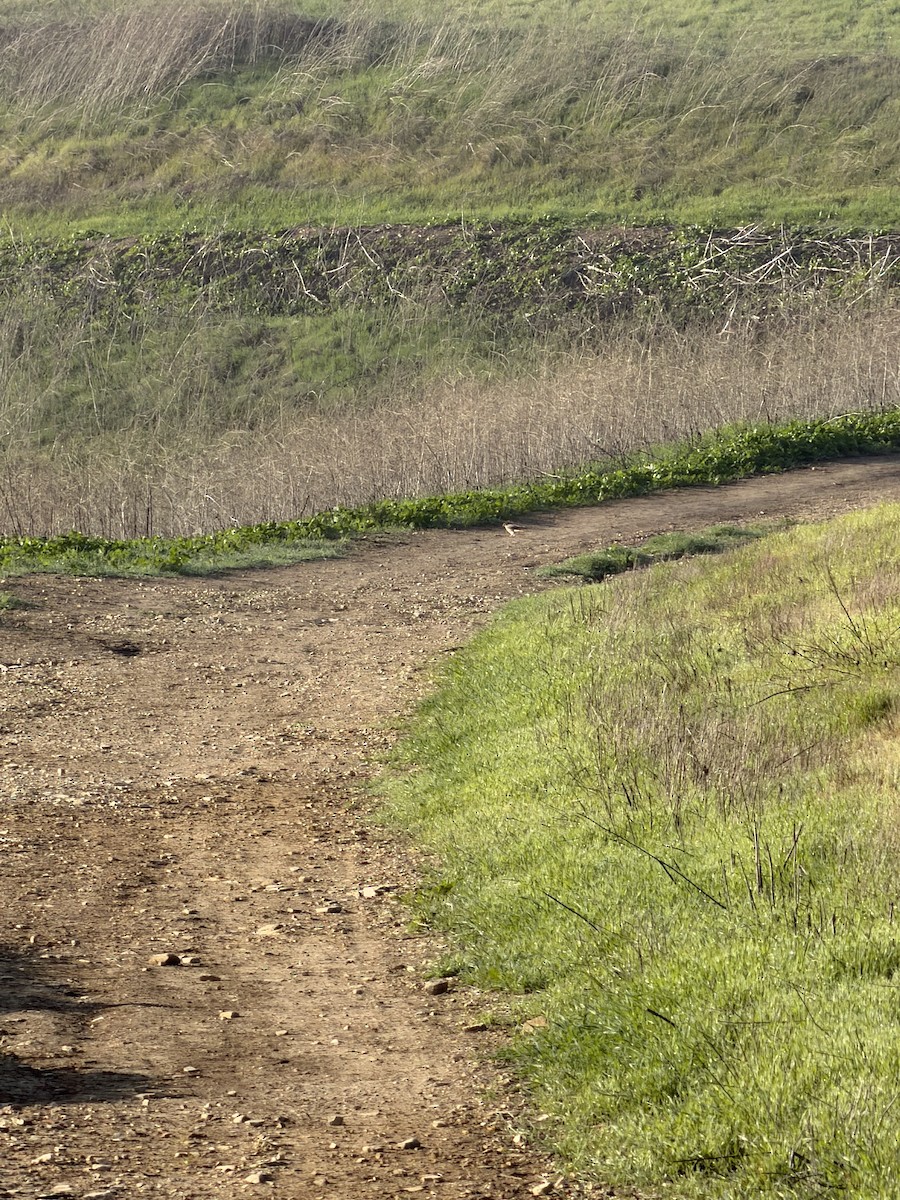 spurvefalk - ML646358287