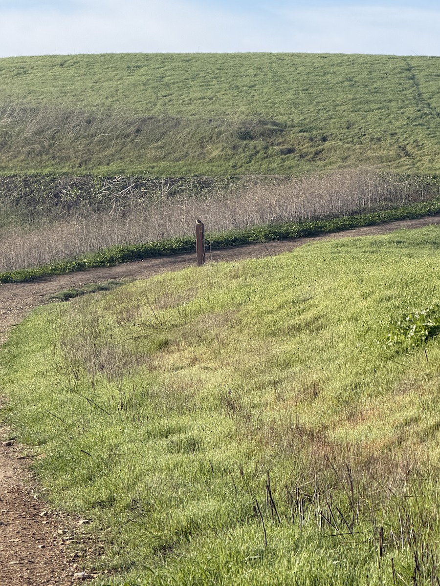 spurvefalk - ML646358288