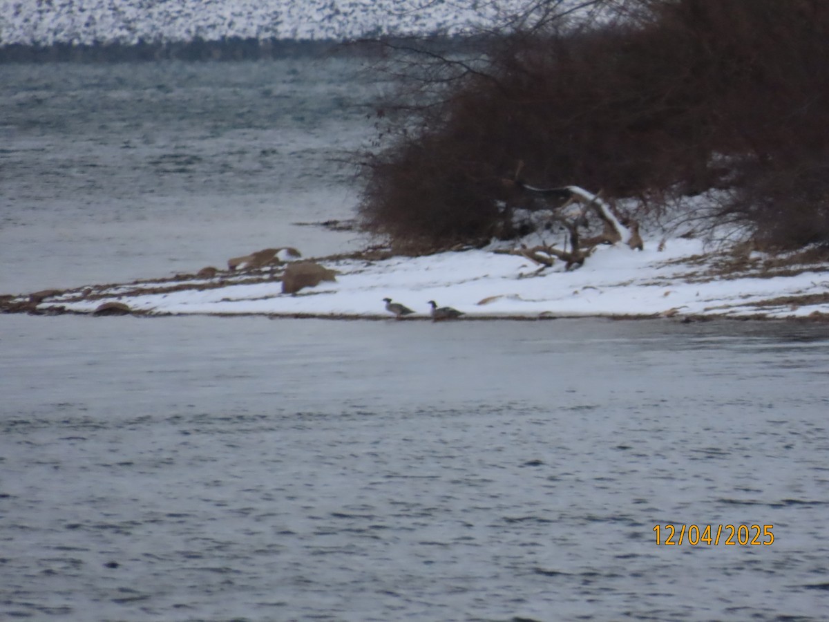 川秋沙 - ML646358289