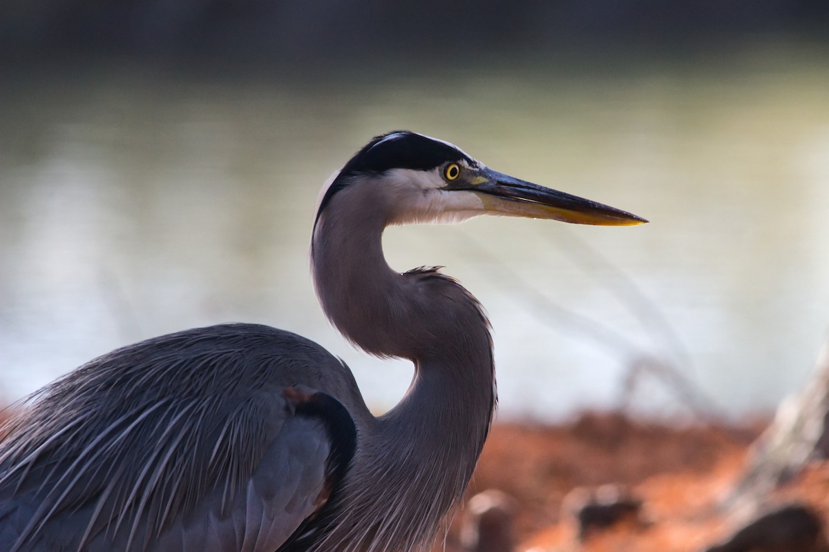 Great Blue Heron - ML646358291