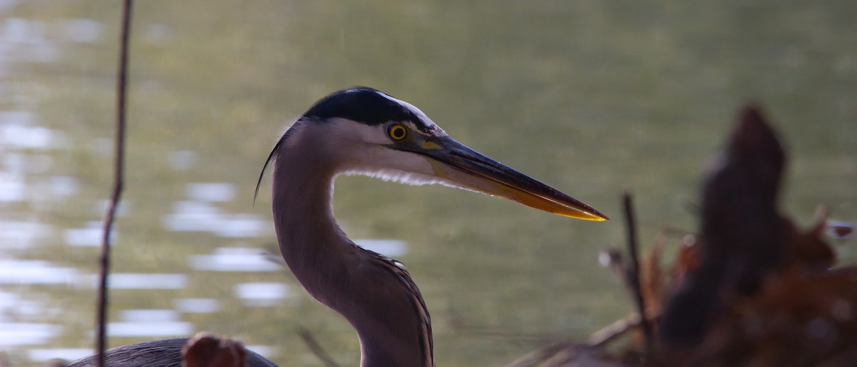 Great Blue Heron - ML646358292