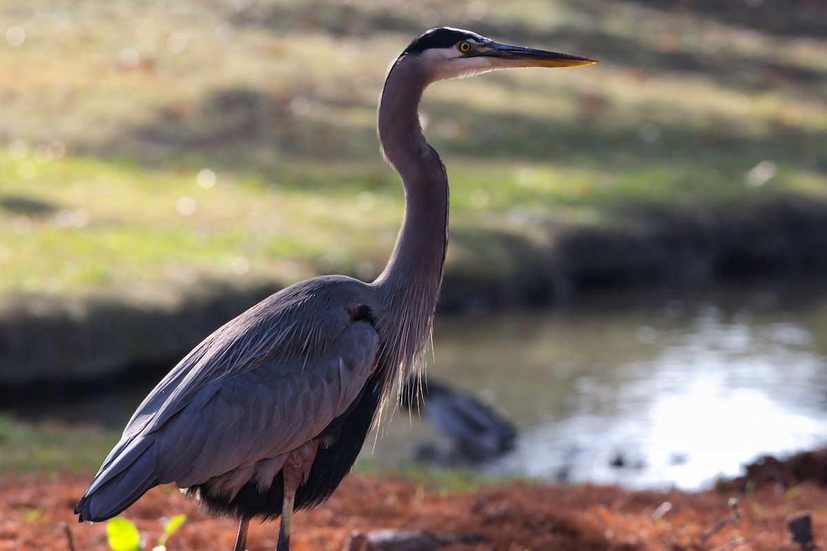 Great Blue Heron - ML646358293