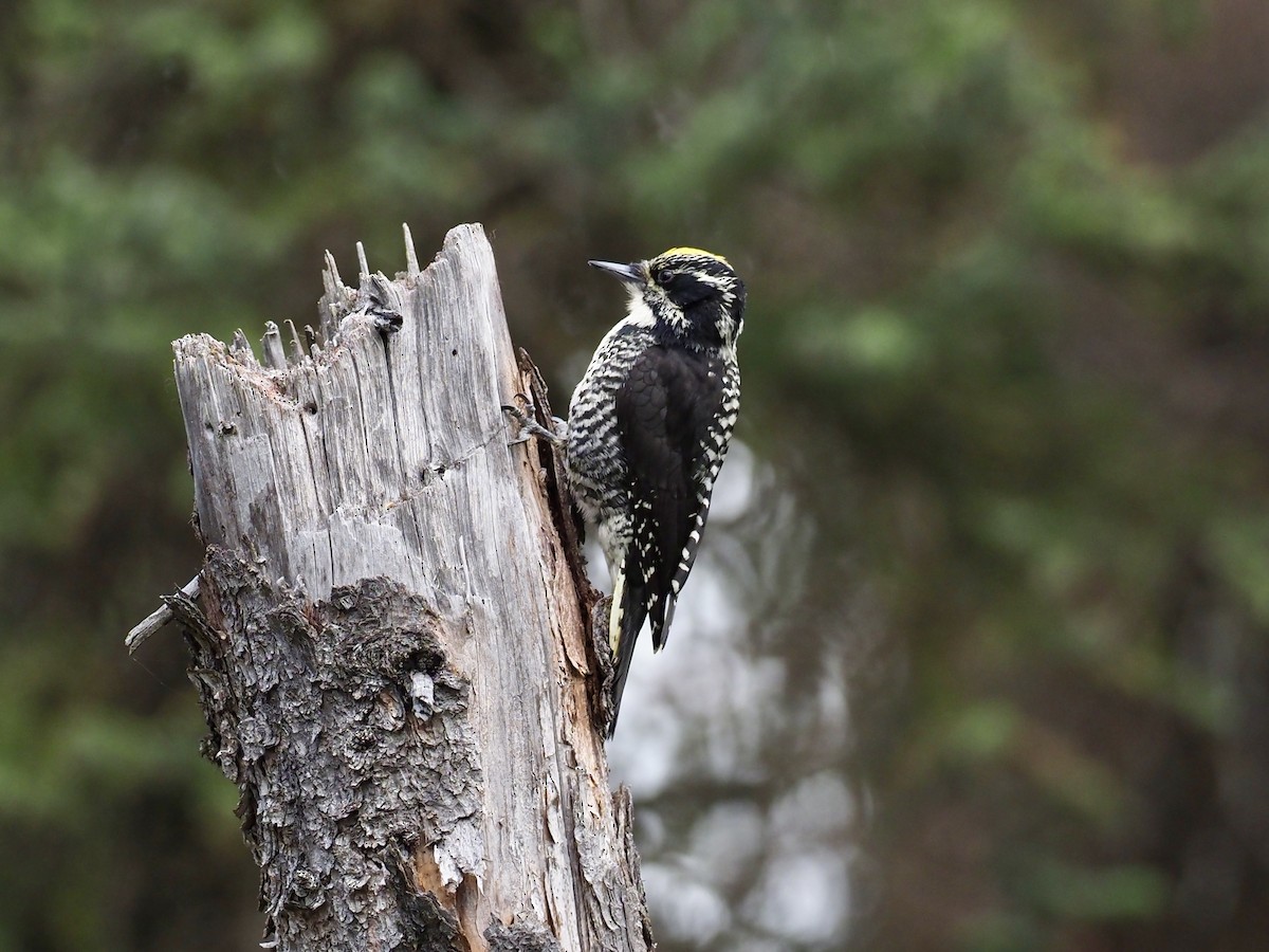 American Three-toed Woodpecker (Northwest) - ML646358298