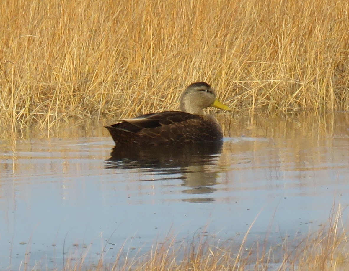 American Black Duck - ML646358300