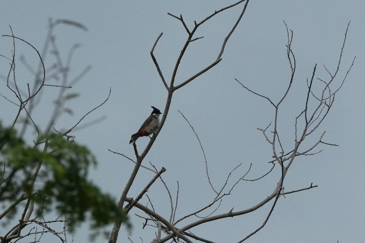 rødørebylbyl - ML646358304