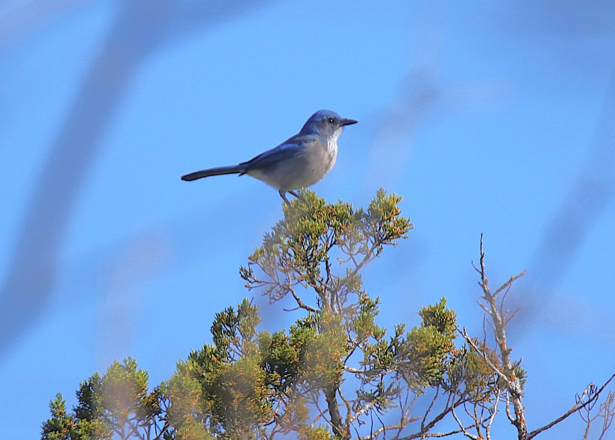 Woodhouse's Scrub-Jay - ML646358305