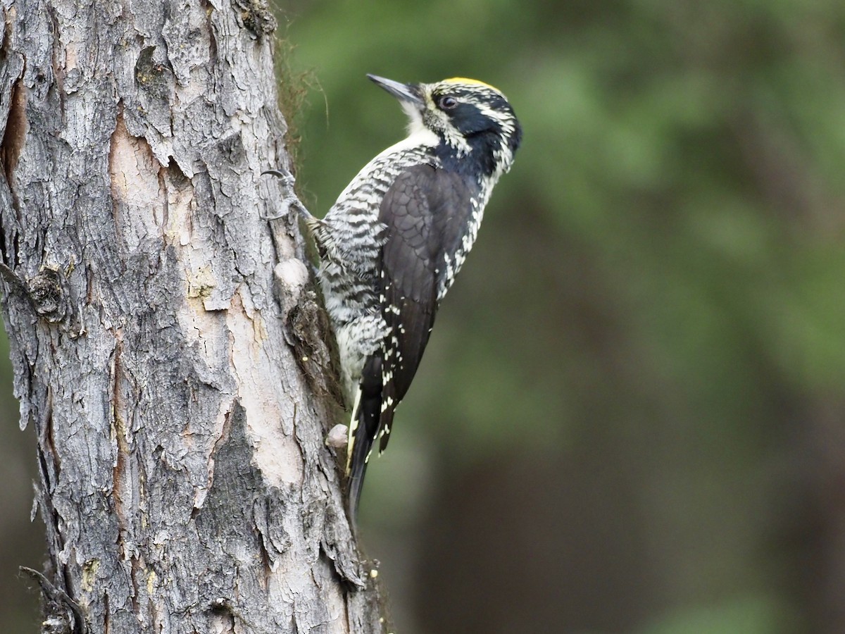 American Three-toed Woodpecker (Northwest) - ML646358306